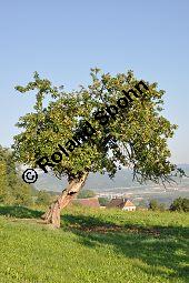 Kultur-Apfel, Malus domestica, Malus sylvestris var. domestica, Malus pumila var. domestica, Malus domestica, Malus sylvestris var. domestica, Malus pumila var. domestica, Kultur-Apfel, Apfelbaum, Rosaceae, fruchtend Kauf von 01701_malus_domestica_dsc_0227.jpg