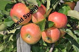 Kultur-Apfel, Malus domestica, Malus sylvestris var. domestica, Malus pumila var. domestica, Malus domestica, Malus sylvestris var. domestica, Malus pumila var. domestica, Kultur-Apfel, Apfelbaum, Rosaceae, fruchtend Kauf von 01701_malus_domestica_dsc_7399.jpg