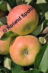 Kultur-Apfel, Malus domestica, Malus sylvestris var. domestica, Malus pumila var. domestica, Malus domestica, Malus sylvestris var. domestica, Malus pumila var. domestica, Kultur-Apfel, Apfelbaum, Rosaceae, fruchtend Kauf von 01701_malus_domestica_dsc_7400.jpg