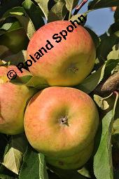 Kultur-Apfel, Malus domestica, Malus sylvestris var. domestica, Malus pumila var. domestica, Malus domestica, Malus sylvestris var. domestica, Malus pumila var. domestica, Kultur-Apfel, Apfelbaum, Rosaceae, fruchtend Kauf von 01701_malus_domestica_dsc_7401.jpg