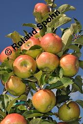 Kultur-Apfel, Malus domestica, Malus sylvestris var. domestica, Malus pumila var. domestica, Malus domestica, Malus sylvestris var. domestica, Malus pumila var. domestica, Kultur-Apfel, Apfelbaum, Rosaceae, fruchtend Kauf von 01701_malus_domestica_dsc_7402.jpg