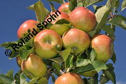 Kultur-Apfel, Malus domestica, Malus sylvestris var. domestica, Malus pumila var. domestica, Malus domestica, Malus sylvestris var. domestica, Malus pumila var. domestica, Kultur-Apfel, Apfelbaum, Rosaceae, fruchtend Kauf von 01701_malus_domestica_dsc_7403.jpg