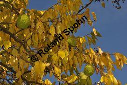 Osagedorn, Osageorange, Milchorange, Maclura pomifera, Maclura aurantiaca, Maclura pomifera, Maclura aurantica, Broussonetia, Osagedorn, Milchorange, Moraceae, fruchtend Kauf von 01707_maclura_pomifera_dsc_0900.jpg