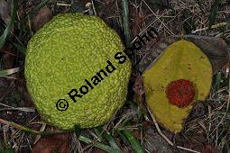 Osagedorn, Osageorange, Milchorange, Maclura pomifera, Maclura aurantiaca, Maclura pomifera, Maclura aurantica, Broussonetia, Osagedorn, Milchorange, Moraceae, fruchtend Kauf von 01707_maclura_pomifera_dsc_1000.jpg