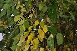 Osagedorn, Osageorange, Milchorange, Maclura pomifera, Maclura aurantiaca, Maclura pomifera, Maclura aurantica, Broussonetia, Osagedorn, Milchorange, Moraceae, fruchtend Kauf von 01707_maclura_pomifera_dsc_7887.jpg