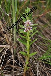 Milchkraut, Strand-Milchkraut, Glaux maritima, Glaux maritima, Milchkraut, Strand-Milchkraut, Primulaceae, Habitus blühend Kauf von 01730_glaux_maritima_dsc_4501.jpg