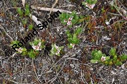 Milchkraut, Strand-Milchkraut, Glaux maritima, Glaux maritima, Milchkraut, Strand-Milchkraut, Primulaceae, Habitus blühend Kauf von 01730_glaux_maritima_dsc_4502.jpg