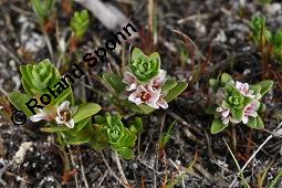 Milchkraut, Strand-Milchkraut, Glaux maritima, Glaux maritima, Milchkraut, Strand-Milchkraut, Primulaceae, Habitus blühend Kauf von 01730_glaux_maritima_dsc_4504.jpg