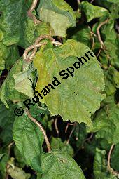 Korkenzieher-Hasel, Gedrehtwüchsige Hasel, Corylus avellana 'Contorta', Betulaceae, Corylus avellana 'Contorta', Korkenzieher-Hasel, Gedrehtwüchsige Hasel, Blühend Kauf von 01733_corylus_avellana_contorta_dsc_0294.jpg