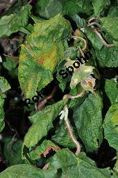 Korkenzieher-Hasel, Gedrehtwüchsige Hasel, Corylus avellana 'Contorta', Betulaceae, Corylus avellana 'Contorta', Korkenzieher-Hasel, Gedrehtwüchsige Hasel, Blühend Kauf von 01733_corylus_avellana_contorta_dsc_0295.jpg