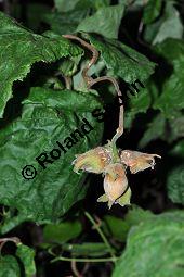 Korkenzieher-Hasel, Gedrehtwüchsige Hasel, Corylus avellana 'Contorta', Betulaceae, Corylus avellana 'Contorta', Korkenzieher-Hasel, Gedrehtwüchsige Hasel, Blühend Kauf von 01733_corylus_avellana_contorta_dsc_0297.jpg