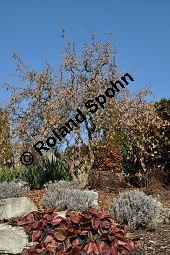 Korkenzieher-Hasel, Gedrehtwüchsige Hasel, Corylus avellana 'Contorta', Betulaceae, Corylus avellana 'Contorta', Korkenzieher-Hasel, Gedrehtwüchsige Hasel, Blühend Kauf von 01733_corylus_avellana_contorta_dsc_1835.jpg