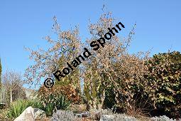 Korkenzieher-Hasel, Gedrehtwüchsige Hasel, Corylus avellana 'Contorta', Betulaceae, Corylus avellana 'Contorta', Korkenzieher-Hasel, Gedrehtwüchsige Hasel, Blühend Kauf von 01733_corylus_avellana_contorta_dsc_1836.jpg