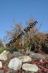 Korkenzieher-Hasel, Gedrehtwüchsige Hasel, Corylus avellana 'Contorta', Betulaceae, Corylus avellana 'Contorta', Korkenzieher-Hasel, Gedrehtwüchsige Hasel, Blühend Kauf von 01733_corylus_avellana_contorta_dsc_1837.jpg