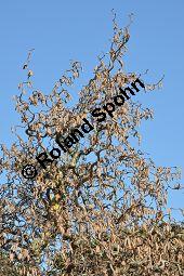 Korkenzieher-Hasel, Gedrehtwüchsige Hasel, Corylus avellana 'Contorta', Betulaceae, Corylus avellana 'Contorta', Korkenzieher-Hasel, Gedrehtwüchsige Hasel, Blühend Kauf von 01733_corylus_avellana_contorta_dsc_1838.jpg