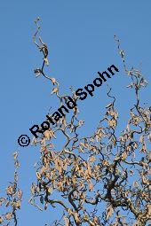 Korkenzieher-Hasel, Gedrehtwüchsige Hasel, Corylus avellana 'Contorta', Betulaceae, Corylus avellana 'Contorta', Korkenzieher-Hasel, Gedrehtwüchsige Hasel, Blühend Kauf von 01733_corylus_avellana_contorta_dsc_1839.jpg