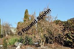 Korkenzieher-Hasel, Gedrehtwüchsige Hasel, Corylus avellana 'Contorta', Betulaceae, Corylus avellana 'Contorta', Korkenzieher-Hasel, Gedrehtwüchsige Hasel, Blühend Kauf von 01733_corylus_avellana_contorta_dsc_1841.jpg