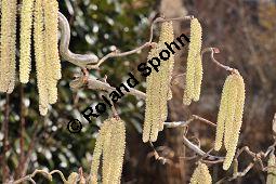 Korkenzieher-Hasel, Gedrehtwüchsige Hasel, Corylus avellana 'Contorta', Betulaceae, Corylus avellana 'Contorta', Korkenzieher-Hasel, Gedrehtwüchsige Hasel, Blühend Kauf von 01733_corylus_avellana_contorta_dsc_1866.jpg