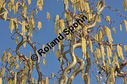 Korkenzieher-Hasel, Gedrehtwüchsige Hasel, Corylus avellana 'Contorta', Betulaceae, Corylus avellana 'Contorta', Korkenzieher-Hasel, Gedrehtwüchsige Hasel, Blühend Kauf von 01733_corylus_avellana_contorta_dsc_1878.jpg
