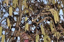 Korkenzieher-Hasel, Gedrehtwüchsige Hasel, Corylus avellana 'Contorta', Betulaceae, Corylus avellana 'Contorta', Korkenzieher-Hasel, Gedrehtwüchsige Hasel, Blühend Kauf von 01733_corylus_avellana_contorta_dsc_1880.jpg