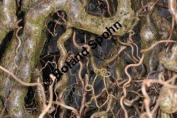 Korkenzieher-Hasel, Gedrehtwüchsige Hasel, Corylus avellana 'Contorta', Betulaceae, Corylus avellana 'Contorta', Korkenzieher-Hasel, Gedrehtwüchsige Hasel, Blühend Kauf von 01733_corylus_avellana_contorta_dsc_1939.jpg