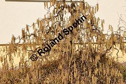 Korkenzieher-Hasel, Gedrehtwüchsige Hasel, Corylus avellana 'Contorta', Betulaceae, Corylus avellana 'Contorta', Korkenzieher-Hasel, Gedrehtwüchsige Hasel, Blühend Kauf von 01733_corylus_avellana_contorta_dsc_1957.jpg