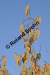 Korkenzieher-Hasel, Gedrehtwüchsige Hasel, Corylus avellana 'Contorta', Betulaceae, Corylus avellana 'Contorta', Korkenzieher-Hasel, Gedrehtwüchsige Hasel, Blühend Kauf von 01733_corylus_avellana_contorta_dsc_1963.jpg