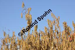 Korkenzieher-Hasel, Gedrehtwüchsige Hasel, Corylus avellana 'Contorta', Betulaceae, Corylus avellana 'Contorta', Korkenzieher-Hasel, Gedrehtwüchsige Hasel, Blühend Kauf von 01733_corylus_avellana_contorta_dsc_1964.jpg