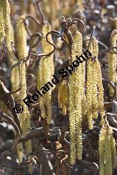 Korkenzieher-Hasel, Gedrehtwüchsige Hasel, Corylus avellana 'Contorta', Betulaceae, Corylus avellana 'Contorta', Korkenzieher-Hasel, Gedrehtwüchsige Hasel, Blühend Kauf von 01733_corylus_avellana_contorta_dsc_1968.jpg