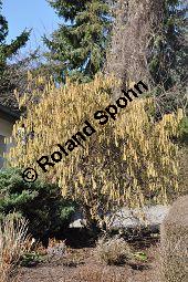 Korkenzieher-Hasel, Gedrehtwüchsige Hasel, Corylus avellana 'Contorta', Betulaceae, Corylus avellana 'Contorta', Korkenzieher-Hasel, Gedrehtwüchsige Hasel, Blühend Kauf von 01733_corylus_avellana_contorta_dsc_1971.jpg