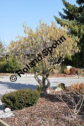 Korkenzieher-Hasel, Gedrehtwüchsige Hasel, Corylus avellana 'Contorta', Betulaceae, Corylus avellana 'Contorta', Korkenzieher-Hasel, Gedrehtwüchsige Hasel, Blühend Kauf von 01733_corylus_avellana_contorta_dsc_1973.jpg