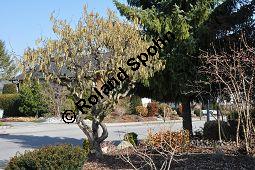 Korkenzieher-Hasel, Gedrehtwüchsige Hasel, Corylus avellana 'Contorta', Betulaceae, Corylus avellana 'Contorta', Korkenzieher-Hasel, Gedrehtwüchsige Hasel, Blühend Kauf von 01733_corylus_avellana_contorta_dsc_1974.jpg