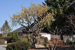 Korkenzieher-Hasel, Gedrehtwüchsige Hasel, Corylus avellana 'Contorta', Betulaceae, Corylus avellana 'Contorta', Korkenzieher-Hasel, Gedrehtwüchsige Hasel, Blühend Kauf von 01733_corylus_avellana_contorta_dsc_1975.jpg