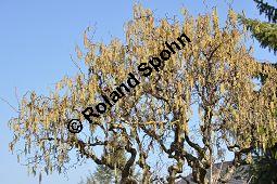 Korkenzieher-Hasel, Gedrehtwüchsige Hasel, Corylus avellana 'Contorta', Betulaceae, Corylus avellana 'Contorta', Korkenzieher-Hasel, Gedrehtwüchsige Hasel, Blühend Kauf von 01733_corylus_avellana_contorta_dsc_1979.jpg