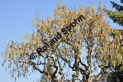 Korkenzieher-Hasel, Gedrehtwüchsige Hasel, Corylus avellana 'Contorta', Betulaceae, Corylus avellana 'Contorta', Korkenzieher-Hasel, Gedrehtwüchsige Hasel, Blühend Kauf von 01733_corylus_avellana_contorta_dsc_1980.jpg