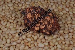 Zirbel-Kiefer, Zirbe, Arve, Pinus cembra, Pinus cembra, Zirbel-Kiefer, Arve, Pinaceae, männlich blühend Kauf von 01741_pinus_cembra_dsc_0684.jpg