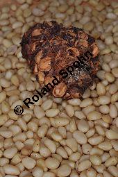 Zirbel-Kiefer, Zirbe, Arve, Pinus cembra, Pinus cembra, Zirbel-Kiefer, Arve, Pinaceae, männlich blühend Kauf von 01741_pinus_cembra_dsc_0685.jpg