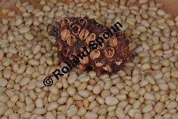 Zirbel-Kiefer, Zirbe, Arve, Pinus cembra, Pinus cembra, Zirbel-Kiefer, Arve, Pinaceae, männlich blühend Kauf von 01741_pinus_cembra_dsc_0686.jpg