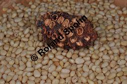 Zirbel-Kiefer, Zirbe, Arve, Pinus cembra, Pinus cembra, Zirbel-Kiefer, Arve, Pinaceae, männlich blühend Kauf von 01741_pinus_cembra_dsc_0687.jpg