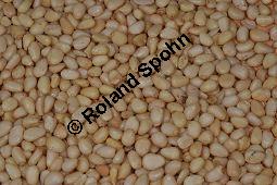 Zirbel-Kiefer, Zirbe, Arve, Pinus cembra, Pinus cembra, Zirbel-Kiefer, Arve, Pinaceae, männlich blühend Kauf von 01741_pinus_cembra_dsc_0688.jpg