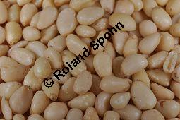 Zirbel-Kiefer, Zirbe, Arve, Pinus cembra, Pinus cembra, Zirbel-Kiefer, Arve, Pinaceae, männlich blühend Kauf von 01741_pinus_cembra_dsc_0689.jpg