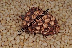 Zirbel-Kiefer, Zirbe, Arve, Pinus cembra, Pinus cembra, Zirbel-Kiefer, Arve, Pinaceae, männlich blühend Kauf von 01741_pinus_cembra_dsc_0696.jpg