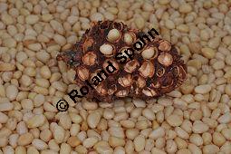 Zirbel-Kiefer, Zirbe, Arve, Pinus cembra, Pinus cembra, Zirbel-Kiefer, Arve, Pinaceae, männlich blühend Kauf von 01741_pinus_cembra_dsc_0697.jpg