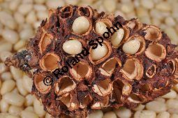 Zirbel-Kiefer, Zirbe, Arve, Pinus cembra, Pinus cembra, Zirbel-Kiefer, Arve, Pinaceae, männlich blühend Kauf von 01741_pinus_cembra_dsc_0698.jpg