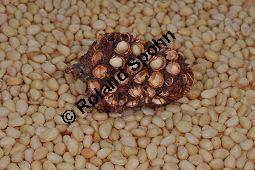 Zirbel-Kiefer, Zirbe, Arve, Pinus cembra, Pinus cembra, Zirbel-Kiefer, Arve, Pinaceae, männlich blühend Kauf von 01741_pinus_cembra_dsc_0699.jpg