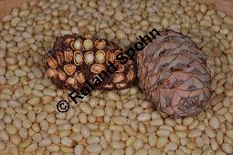 Zirbel-Kiefer, Zirbe, Arve, Pinus cembra, Pinus cembra, Zirbel-Kiefer, Arve, Pinaceae, männlich blühend Kauf von 01741_pinus_cembra_dsc_0708.jpg