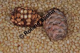 Zirbel-Kiefer, Zirbe, Arve, Pinus cembra, Pinus cembra, Zirbel-Kiefer, Arve, Pinaceae, männlich blühend Kauf von 01741_pinus_cembra_dsc_0709.jpg