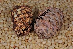 Zirbel-Kiefer, Zirbe, Arve, Pinus cembra, Pinus cembra, Zirbel-Kiefer, Arve, Pinaceae, männlich blühend Kauf von 01741_pinus_cembra_dsc_0710.jpg