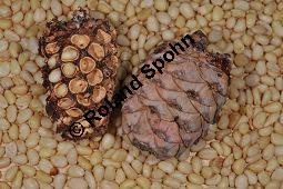 Zirbel-Kiefer, Zirbe, Arve, Pinus cembra, Pinus cembra, Zirbel-Kiefer, Arve, Pinaceae, männlich blühend Kauf von 01741_pinus_cembra_dsc_0711.jpg