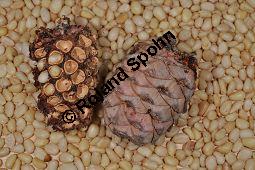 Zirbel-Kiefer, Zirbe, Arve, Pinus cembra, Pinus cembra, Zirbel-Kiefer, Arve, Pinaceae, männlich blühend Kauf von 01741_pinus_cembra_dsc_0712.jpg